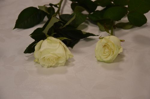 DSC_0449.JPG